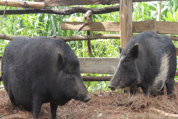 Source:© 2014 Bhutan Observer. All rights reserved http://bhutanobserver.bt/7454-bo-news-about-native_pig_conservation_is_a_success_story.aspx