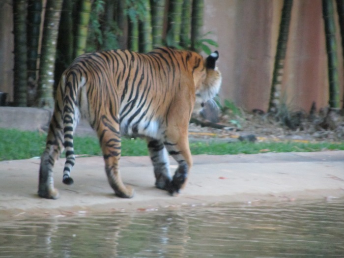 Tiger Australia Zoo